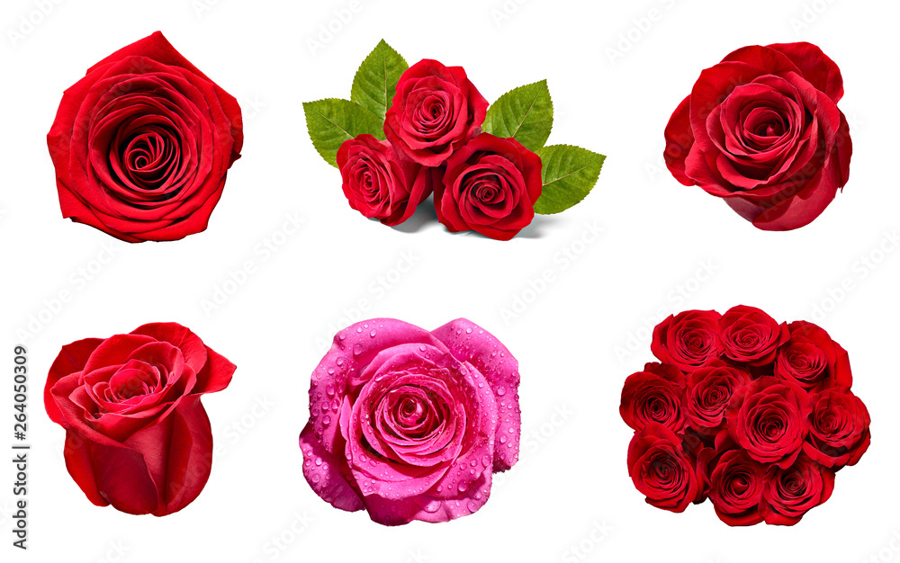 flower rose petal blosspm background