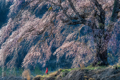 Very old Japanese sakura cherry tree in bloom photo