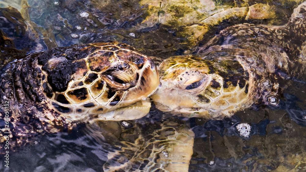 Close-up photo of a cute couple of sea turtles Close-up photo of a cute couple of sea turtles