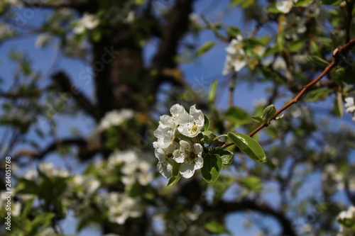 Birnenblüten