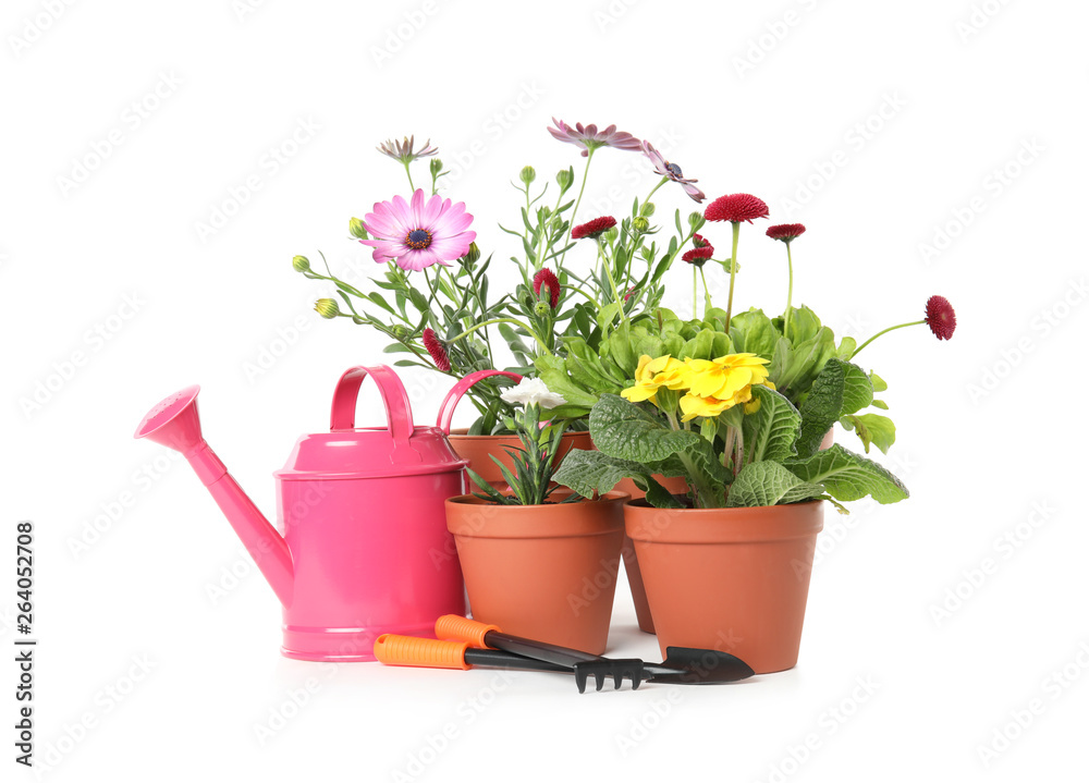 Potted blooming flowers and gardening equipment on white background