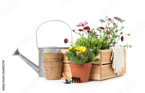 Fototapeta Naklejka Na Ścianę i Meble -  Potted blooming flowers and gardening equipment on white background