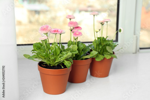 Beautiful blooming daisies in pots on window sill. Spring flowers © New Africa