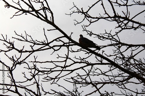 Taube auf einem Baum