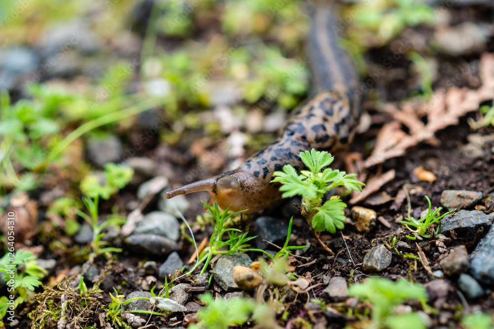 Leopard Slug in the rain forests of the Olympic Peninsula of Washington state Leopard Slug in the rain forests of the Olympic Peninsula of Washington state