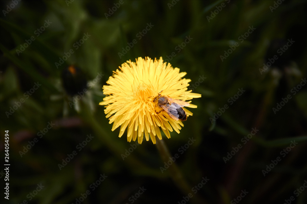 Pollen collecting bee in yellow dandelion flower with diffused green grass background. Pollen collecting bee in yellow dandelion flower with diffused green grass background.