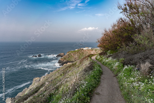 wild flowers along the road to the ocean