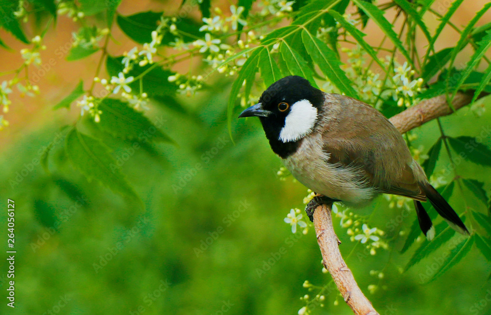 Obraz premium bulbul bird sitting in a neem tree