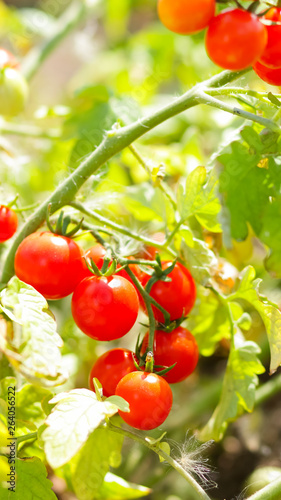 Cherry tomatoes ripen on the bush. Red tomatoes in the garden. Growing tomatoes for sale. Red vegetables in the garden