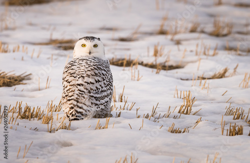 Snowy owl in the winter © Jillian