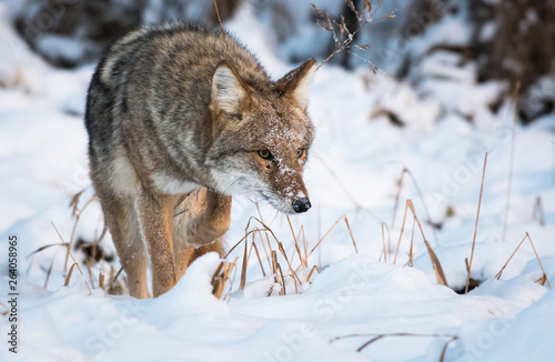 Coyote in the winter