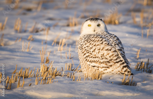 Snowy owl in the winter © Jillian