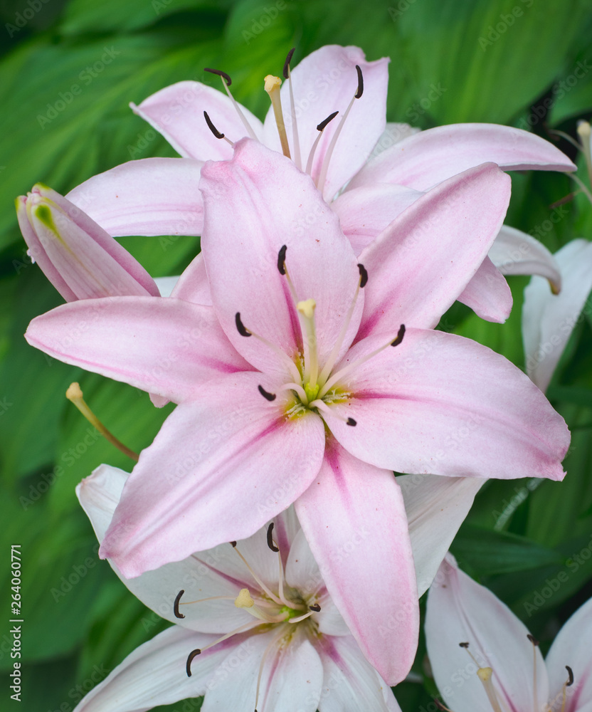 Fototapeta premium Pink Lily