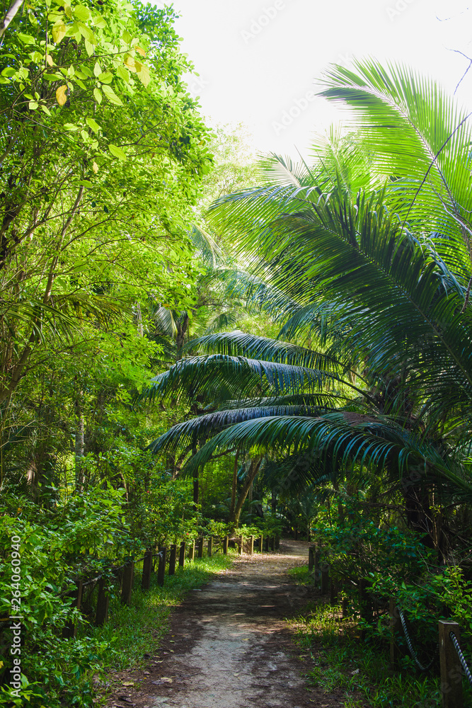Empty path inside of tropic green jungle Empty path inside of tropic green jungle