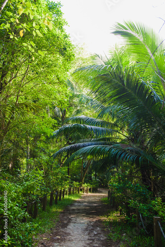 Empty path inside of tropic green jungle