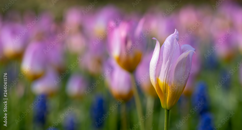 Macro photo of pink tulips at Keukenhof Gardens, Lisse, South Holland, Netherlands. Keukenhof is known as the Garden of Europe. Macro photo of pink tulips at Keukenhof Gardens, Lisse, South Holland, Netherlands. Keukenhof is known as the Garden of Europe.