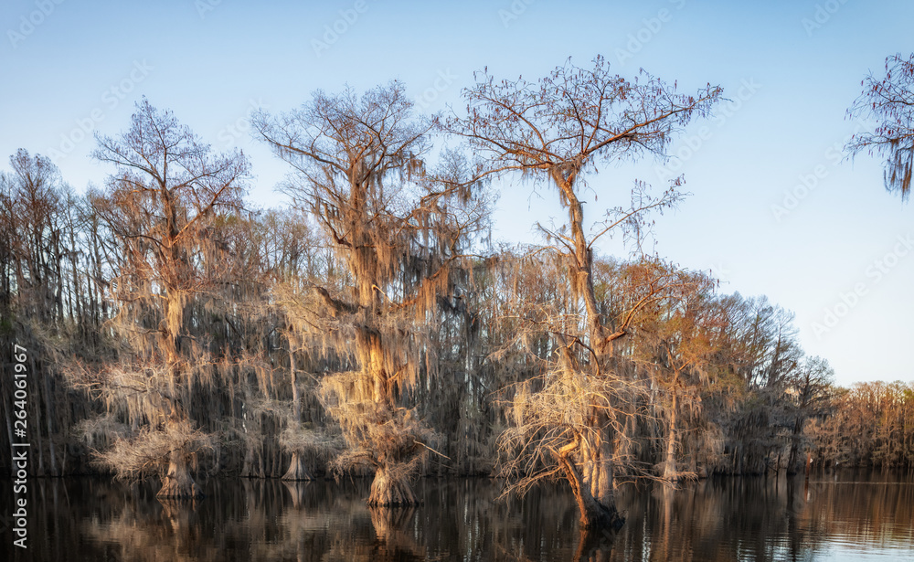 Illuminated spanish moss hanging from bald cypress trees at caddo lake Illuminated spanish moss hanging from bald cypress trees at caddo lake