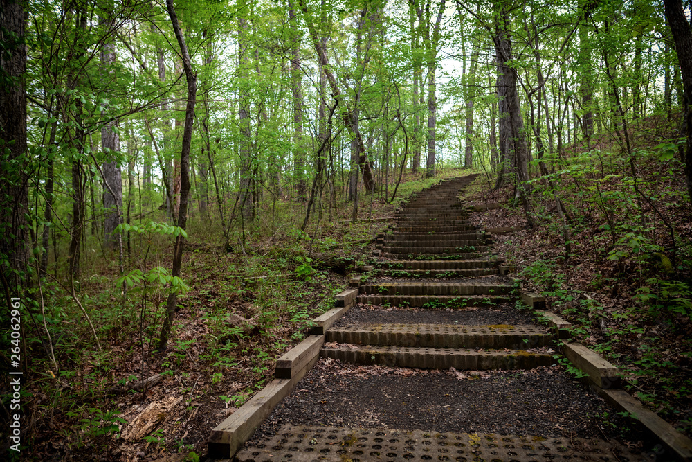 Stairway through the forest