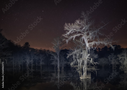 Creepy Bald cypress tree at night in the swamp