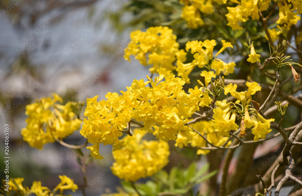 Yellow flowers tree tabebuia spectabilis / Goldentree in the park Yellow flowers tree tabebuia spectabilis / Goldentree in the park