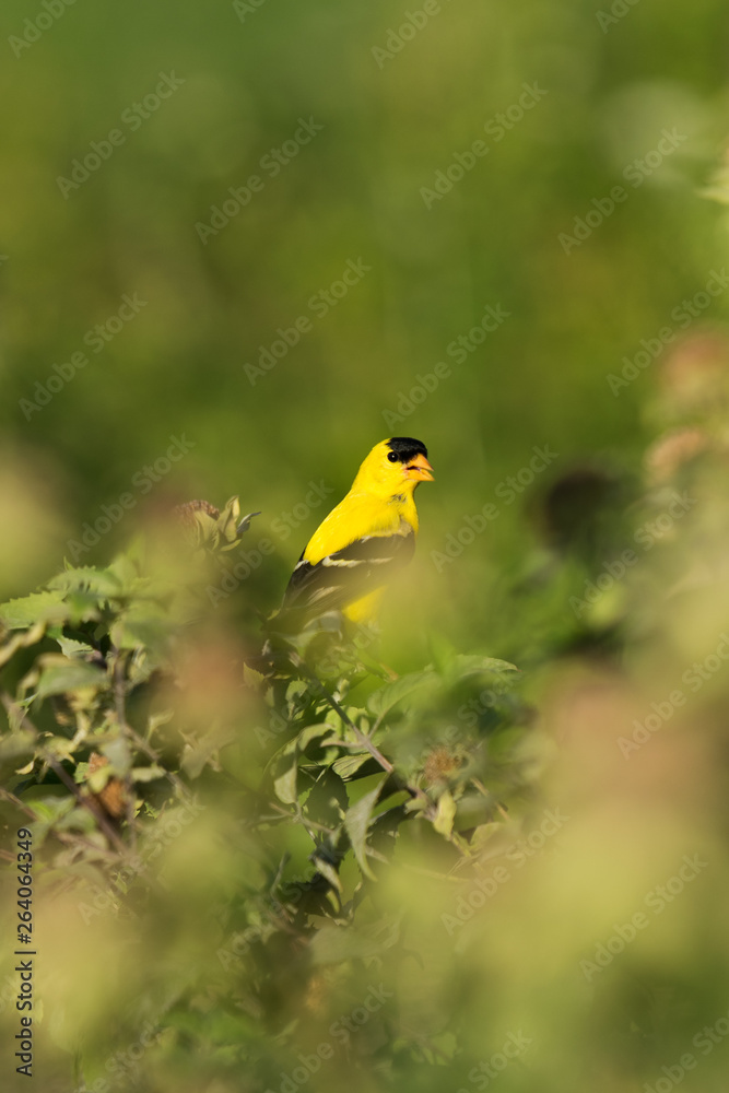 Obraz premium An American Goldfinch perched among green bushes and shrubs, Tarrytown, Upstate New York, NY