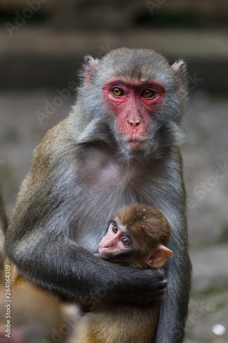 Mother macaque monkey with a baby