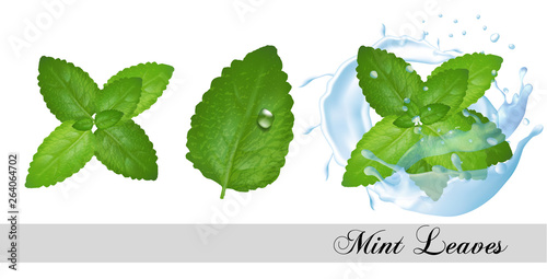 Collection of fresh mint and melissa leaves and splash of water. Vector set
