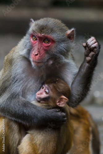 Mother macaque monkey with a baby © okonato