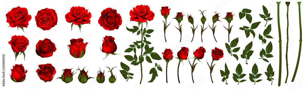 custom made wallpaper toronto digitalRose flower set of blooming plant. Garden rose isolated icon of red blossom, petal and bud with green stem and leaf for romantic floral decoration, wedding bouquet and valentine greeting card 