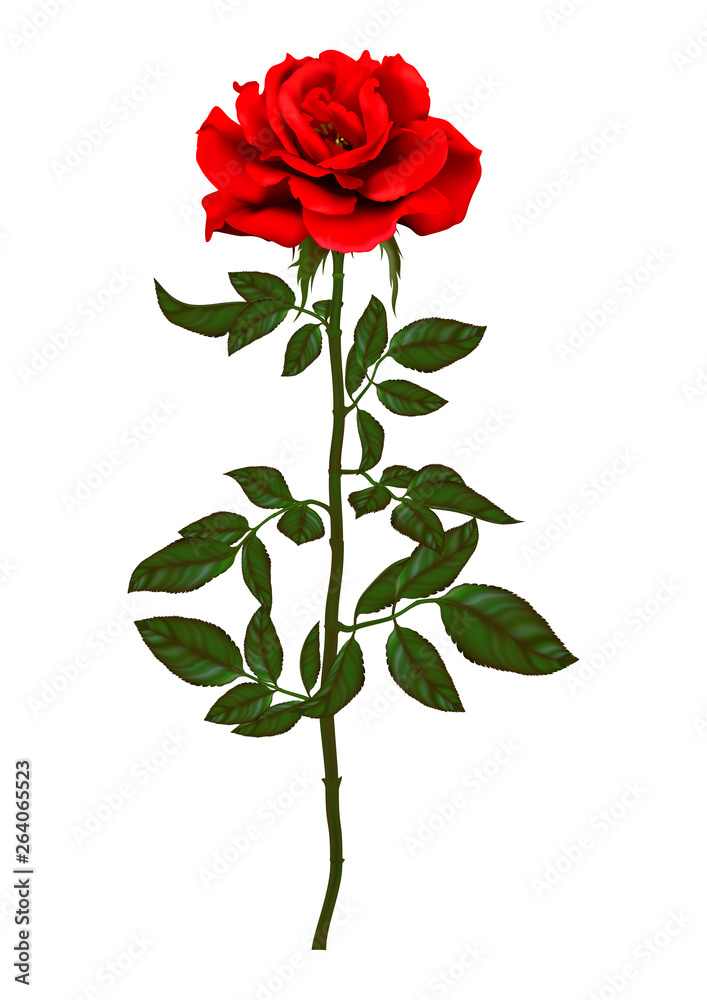 Fototapeta premium beautiful bouquet with red roses and leaves. Floral arrangement.design greeting card and invitation of the wedding, birthday,Valentine's Day, mother's day and other holiday.