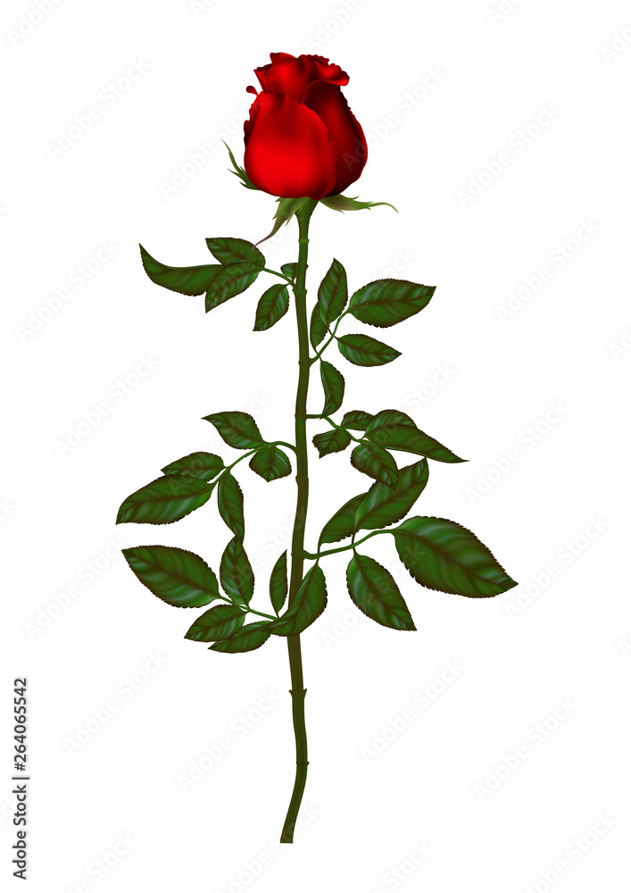 beautiful bouquet with red roses and leaves. Floral arrangement.design greeting card and invitation of the wedding, birthday,Valentine's Day, mother's day and other holiday. beautiful bouquet with red roses and leaves. Floral arrangement.design greeting card and invitation of the wedding, birthday,Valentine's Day, mother's day and other holiday.