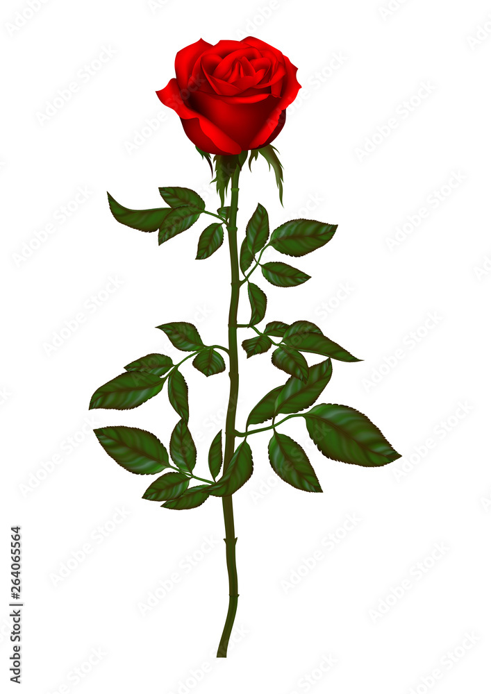 beautiful bouquet with red roses and leaves. Floral arrangement.design greeting card and invitation of the wedding, birthday,Valentine's Day, mother's day and other holiday. beautiful bouquet with red roses and leaves. Floral arrangement.design greeting card and invitation of the wedding, birthday,Valentine's Day, mother's day and other holiday.