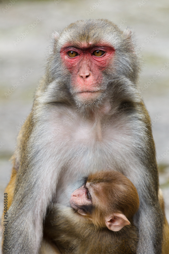 Mother macaque monkey with a baby