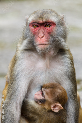 Mother macaque monkey with a baby © okonato