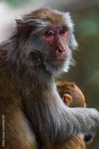 Mother macaque with a baby