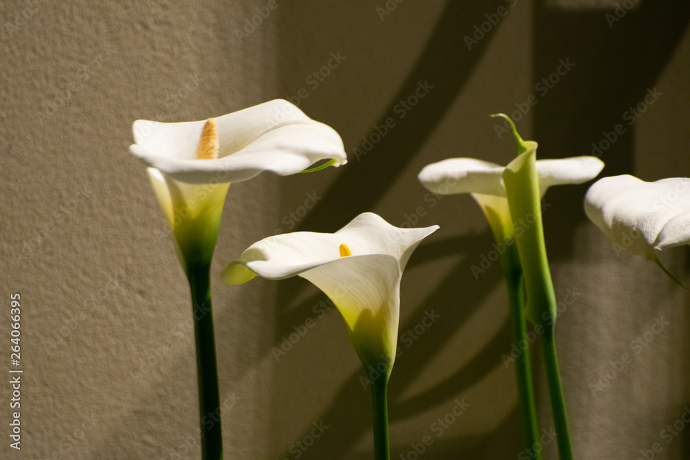 Fototapeta premium Flower