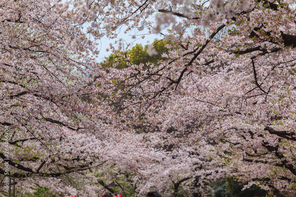 Shallow focus of beautiful sakura cherry blossom in Ueno park, spring season at Tokyo, Japan Shallow focus of beautiful sakura cherry blossom in Ueno park, spring season at Tokyo, Japan