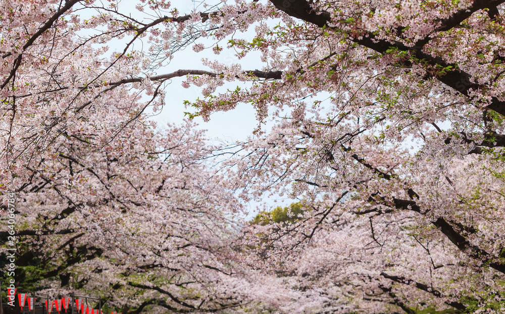 Shallow focus of beautiful sakura cherry blossom in Ueno park, spring season at Tokyo, Japan Shallow focus of beautiful sakura cherry blossom in Ueno park, spring season at Tokyo, Japan