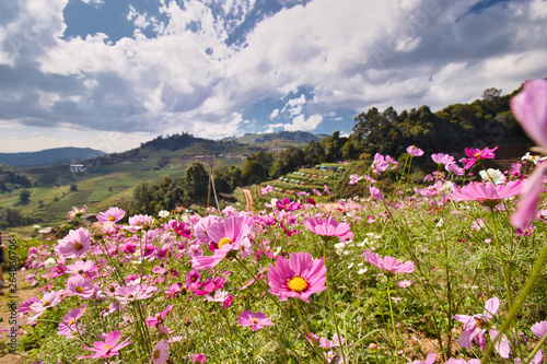 Flower fields in the Mountains of Mae raem, Chiang Mai 
