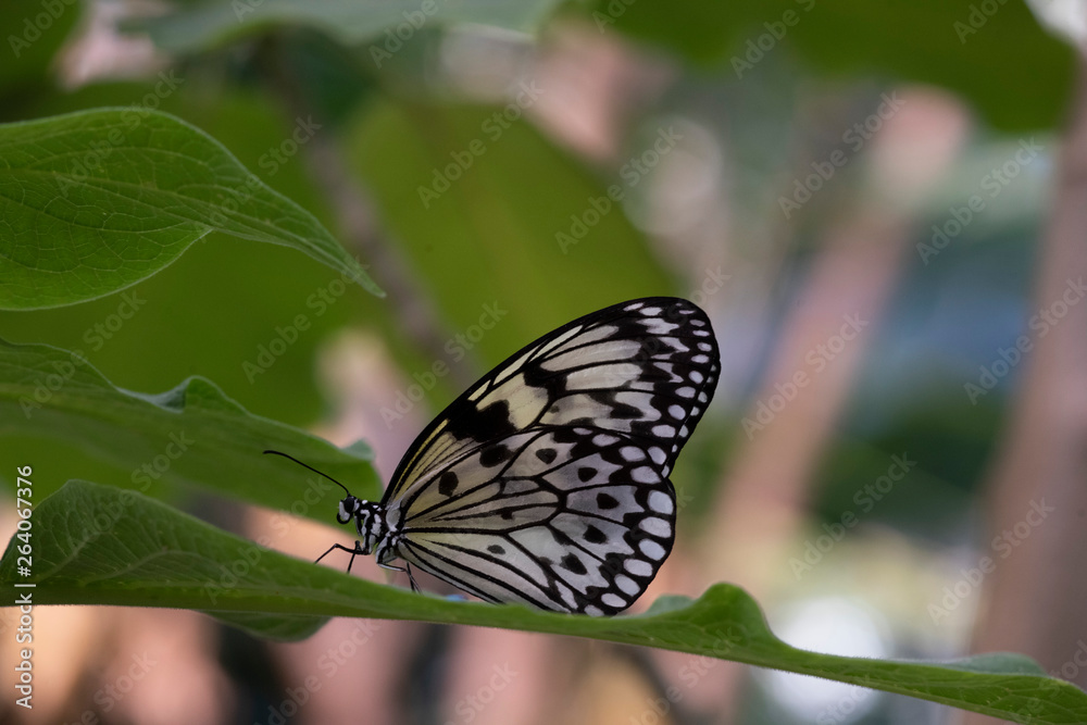 Obraz premium Idea Leuconoe