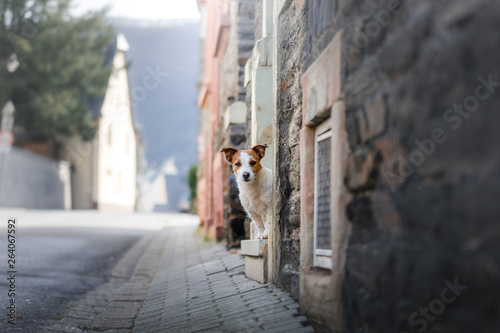 Little Jack Russell Terrier in the city. Pet for a walk in the city. Dog Journey. healthy lifestyle © annaav