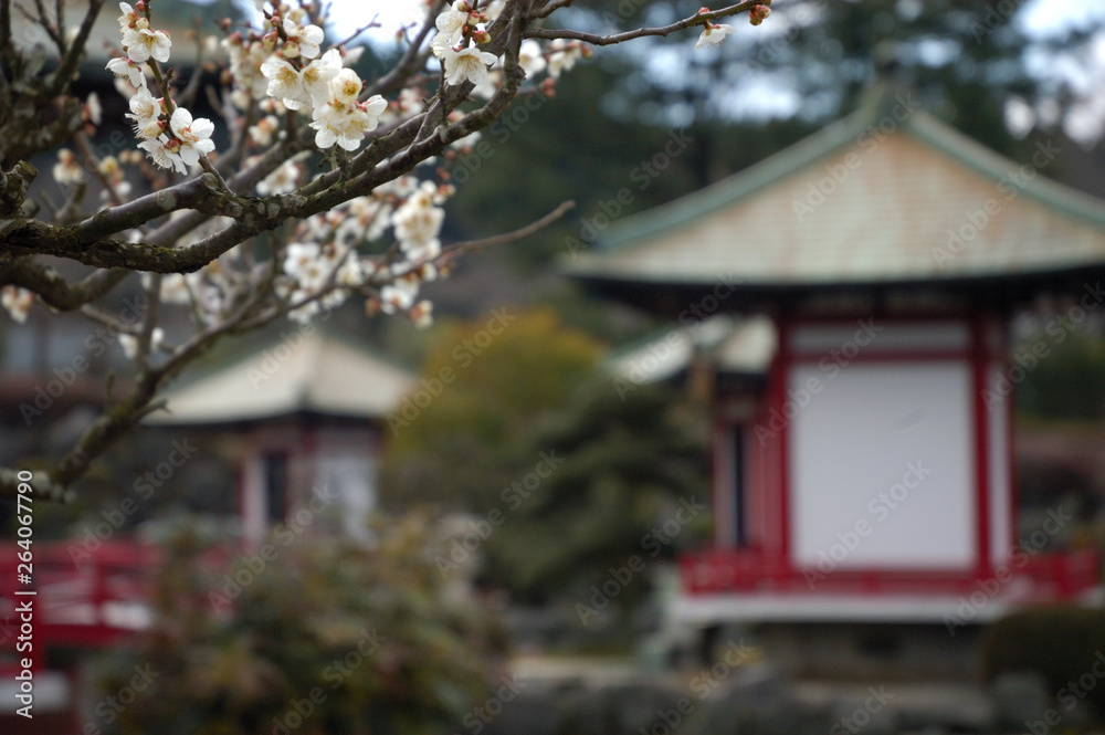 Fototapeta premium 梅