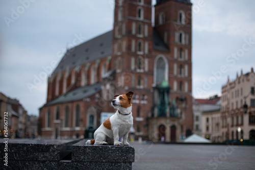 Schilderij op canvas Little Jack Russell Terrier in the city