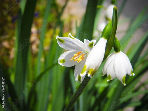 White bell flower (Campanula)