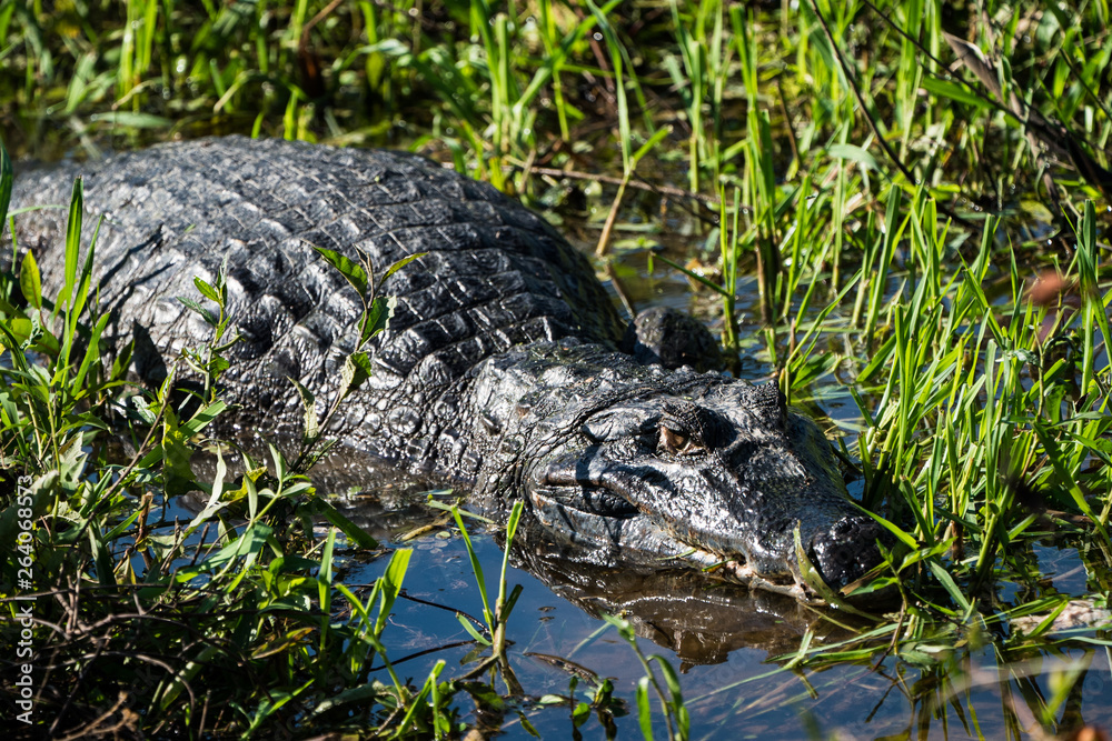 Fototapeta premium Venezuela nature alligator