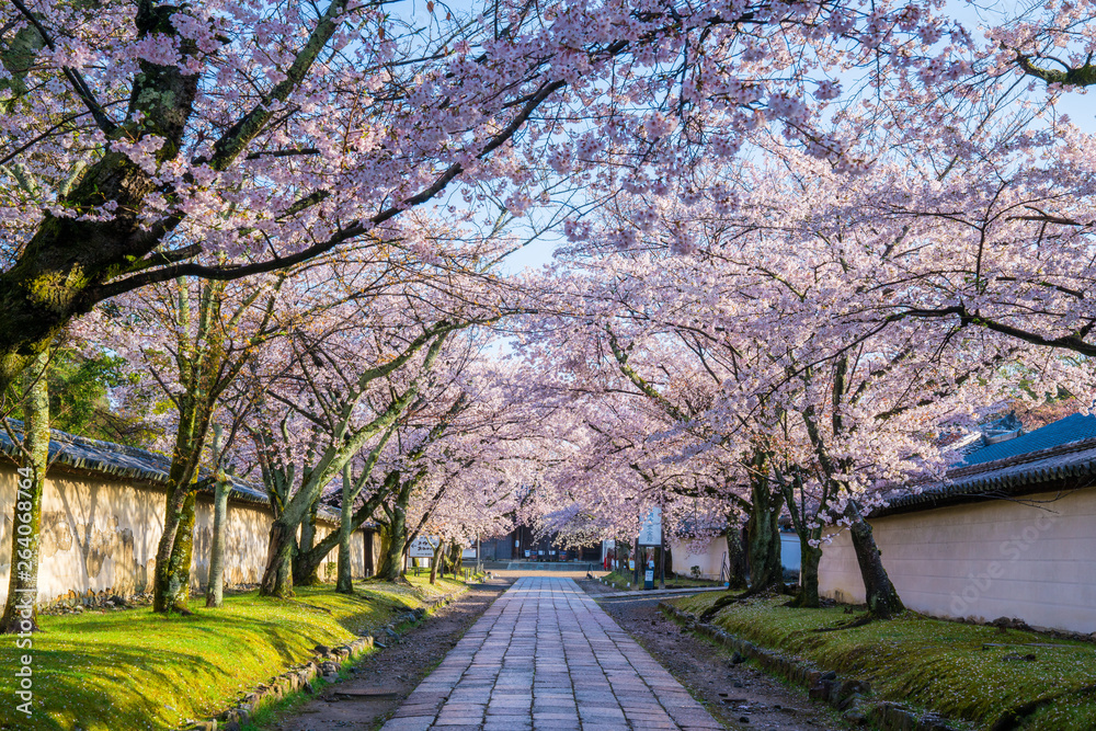 京都　醍醐寺の参道と桜