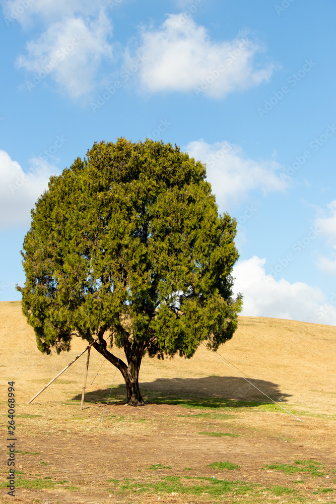 Fototapeta premium Lonely tree at olympic park, seoul with yellow grass field and blue sky background