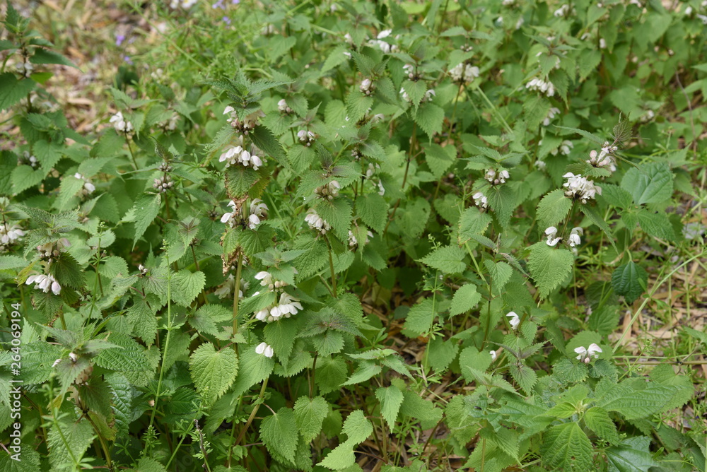 Obraz premium White dead nettle (Lamium album)