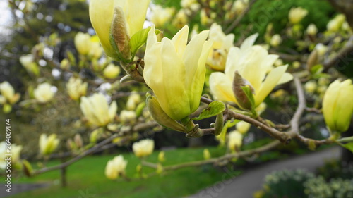 Magnolia blossom. Beautiful yellow flowering magnolia close up. Chinese Magnolia denudata Yellow River ('Fei Huang') with big delicate yellow flowers.