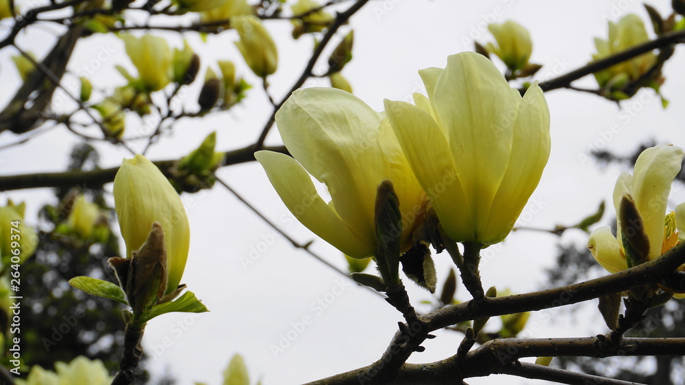 Magnolia blossom. Beautiful yellow flowering magnolia close up. Chinese Magnolia denudata Yellow River ('Fei Huang') with big delicate yellow flowers. Magnolia blossom. Beautiful yellow flowering magnolia close up. Chinese Magnolia denudata Yellow River ('Fei Huang') with big delicate yellow flowers.